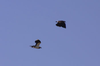 2
                            Lapwings flying