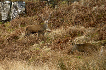 Red
                            Deer Stags