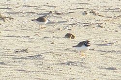 2 more Ringed Plover