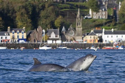 Bottlenose Dolphins in Tobermory Harbour