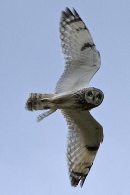 Short-eared Owl by Nic
                                      Davies