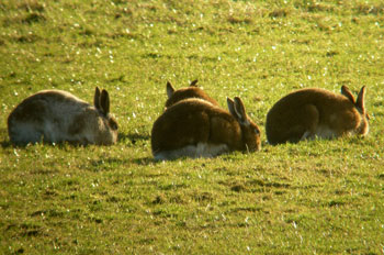 4 Winter Hares