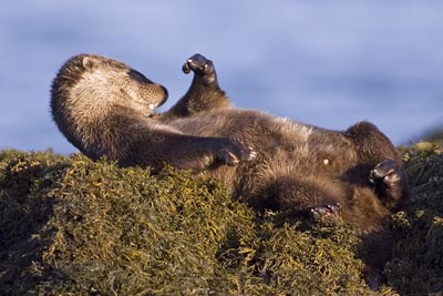 Otter relaxing