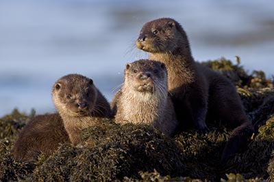 Otter with cubs