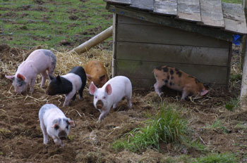 6
                            little pigs