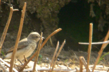 Baby Wheatear next to his nest hole in
                            the ground