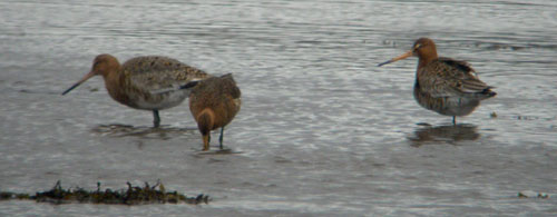 Black-tailed Godwits