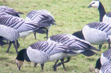 Barnacle Geese