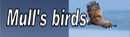 Birds
                              button