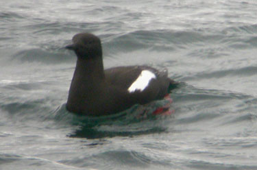 Black Guillemot