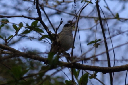 Blackcap in the branches