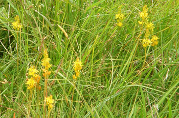 Bog Asphodel