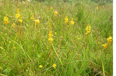 Bog asphodil & Tormentil