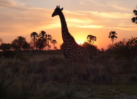 Bot Giraffe at
                                                sunset