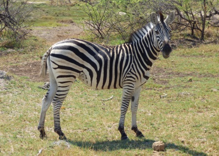 Bot Zebra