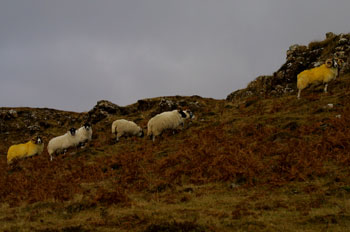 Coloured Rams on the hills
                                        with sheep