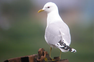 Common
                              Gull