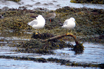 Common Gulls with a Redshank