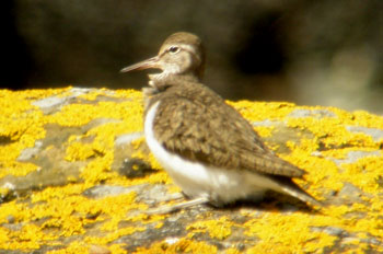 Common Sandpiper