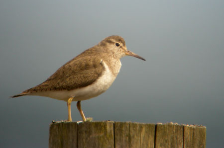 Common Sandpiper on post