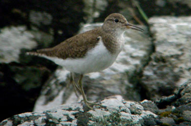 Common Sandpiper