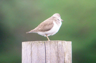 Common Sandpiper