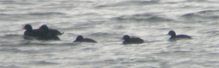 Common Scoter 1