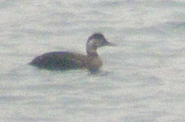 Common
                            Scoter