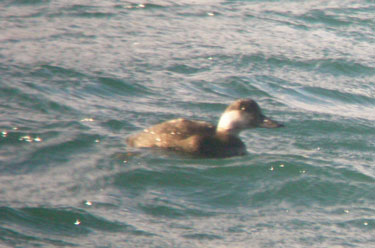 Common Scoter