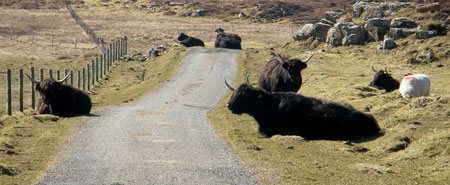 Cows
                            and calves