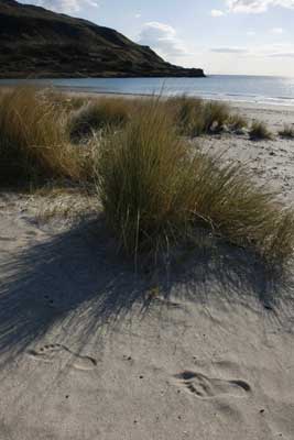 Delicate sand dunes by
                          Nic Davies