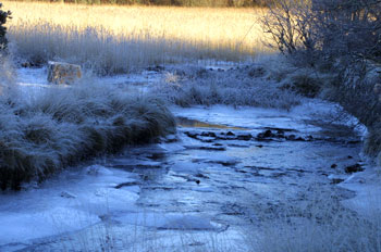 Dervaig reedbed and frozen
                                        river