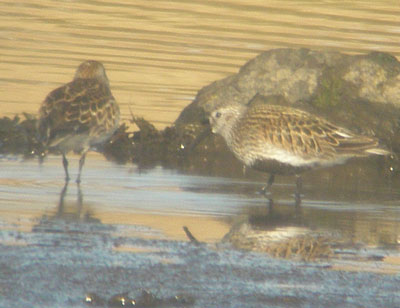 Dunlin