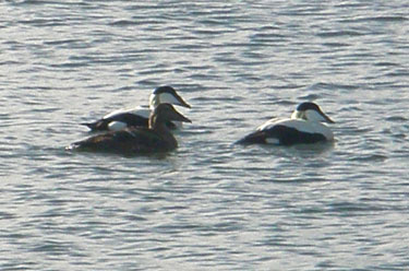 Eider Ducks on Loch Cuin