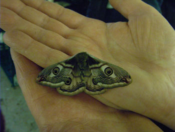 Emperor Moth on Pams hand