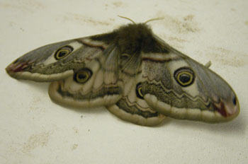 Emperor
                              Moth