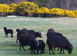 Hebridean Ewes and lambs