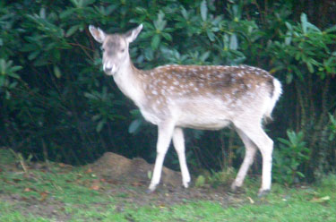 Fallow Deer