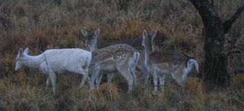 Fallow Deer including albino
                                      female