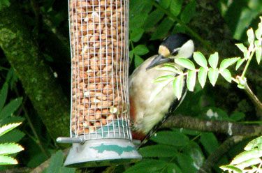 Great spotted Woodpecker
                                      female
