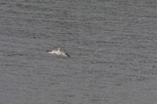 Gannet