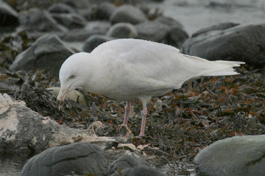 Glaucous Gull AS