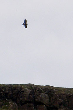 Golden Eagle flying