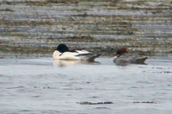 Gooseander pair