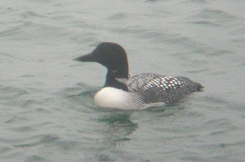 Great Northern Diver