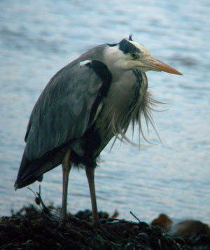 Grey Heron