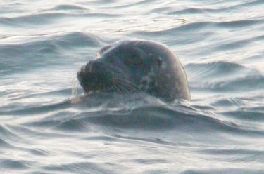 Grey Seal