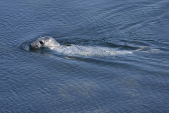Grey Seal by Nic Davies