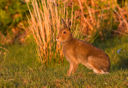 Hare taken by David Mitchell