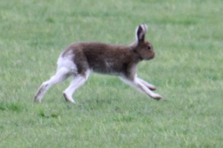 Hare running MM